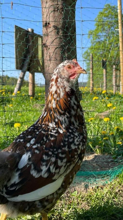 Agroturystyka,, Ranczo Kruszynki" Stronie Śląskie Dış mekan fotoğraf